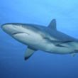 Fiji 2005